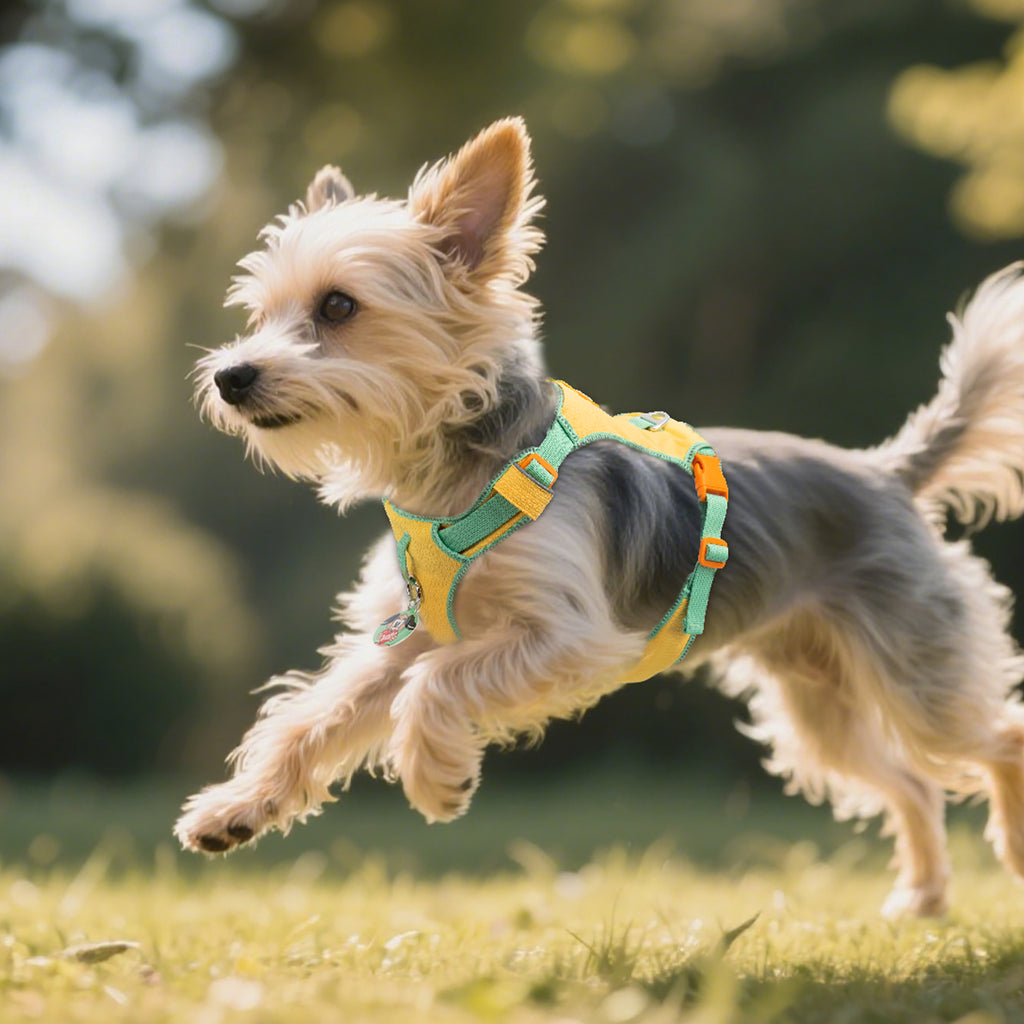 Pawview Super Lightweight Harness for Small and Medium Dogs, Easy to Put On, Adjustable, Padded, Reflective, Anti-Pull with 2 Attachment Points and Control Handle