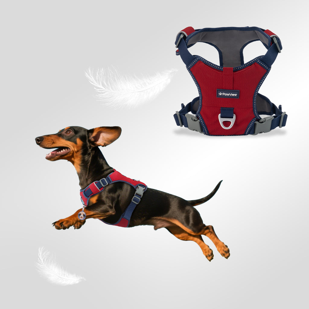 Pawview Super Lightweight Harness for Small and Medium Dogs, Easy to Put On, Adjustable, Padded, Reflective, Anti-Pull with 2 Attachment Points and Control Handle