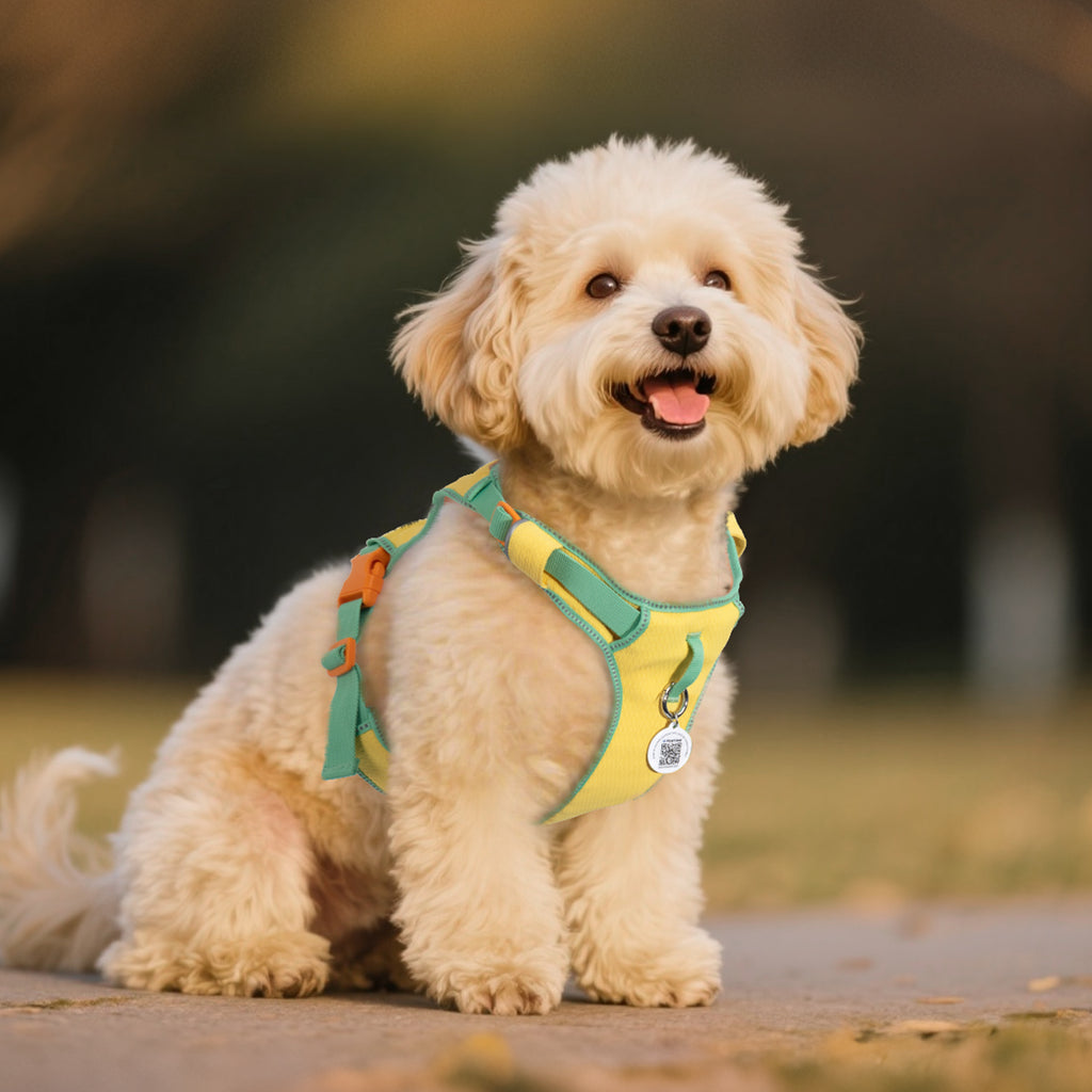 Pawview Super Lightweight Harness for Small and Medium Dogs, Easy to Put On, Adjustable, Padded, Reflective, Anti-Pull with 2 Attachment Points and Control Handle