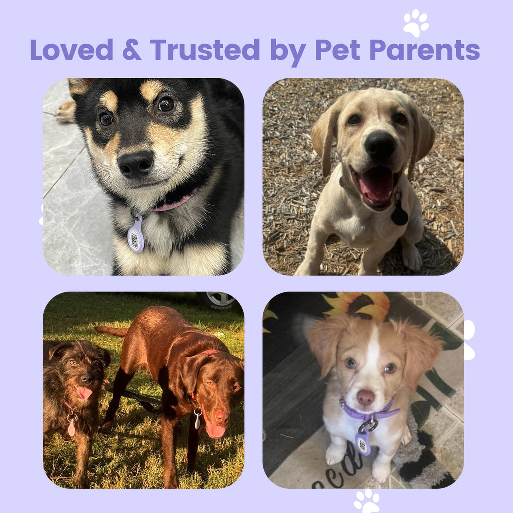 PawView TN001 Anti-loss NFC &amp; QR Code Pet ID Tag, Smart Silent Silicone Pet Tag for Dogs and Cats