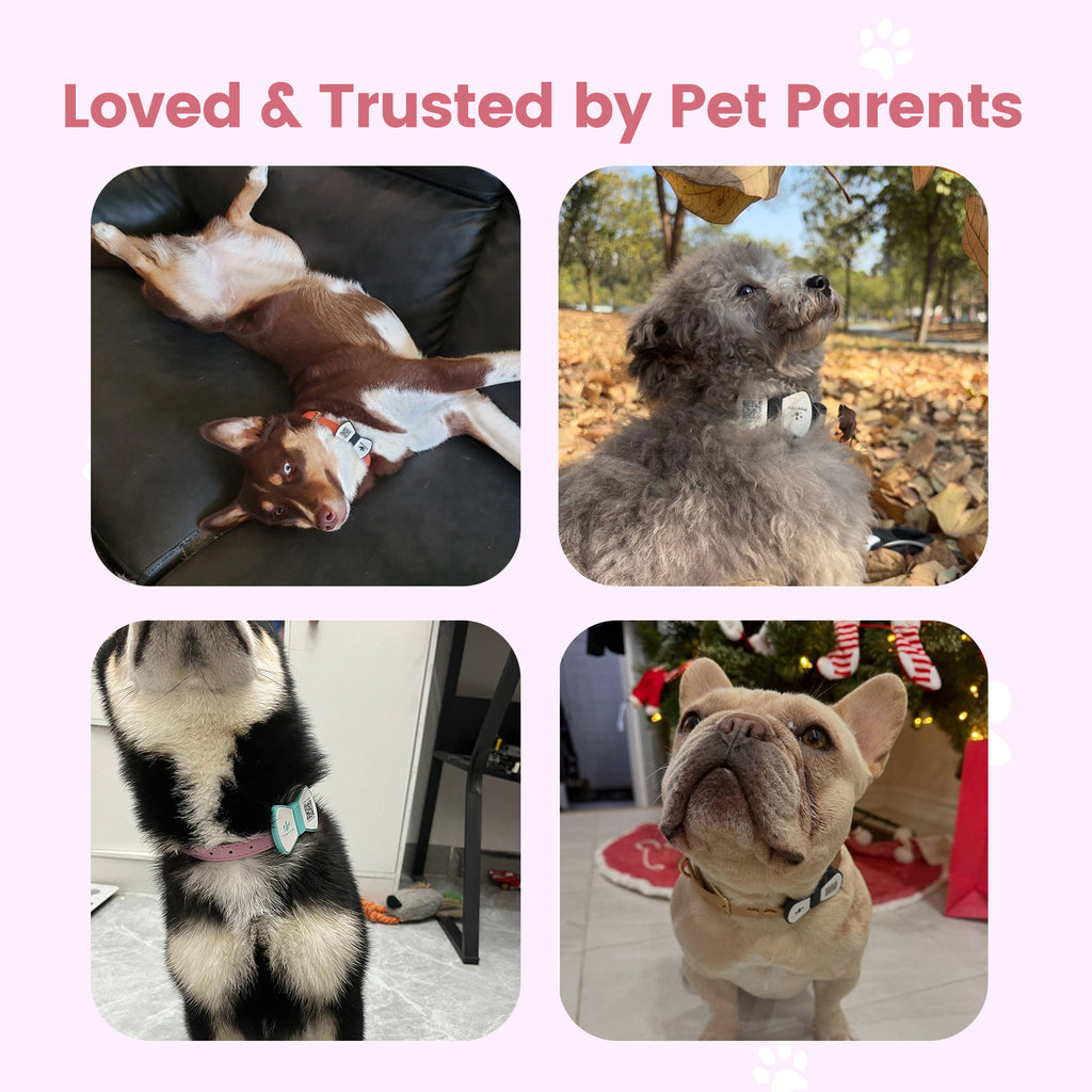 PawView Dog ID Tag with QR Code &amp; NFC, Silent Silicone, Customizable for Pets, QR Scan for Instant Location Alerts and Editable Pet Profile (Copy)