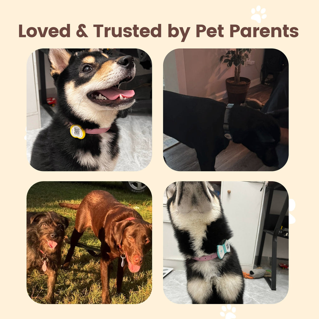 PawView Dog ID Tag with QR Code &amp; NFC, Silent Silicone, Customizable for Pets, QR Scan for Instant Location Alerts and Editable Pet Profile (Copy)